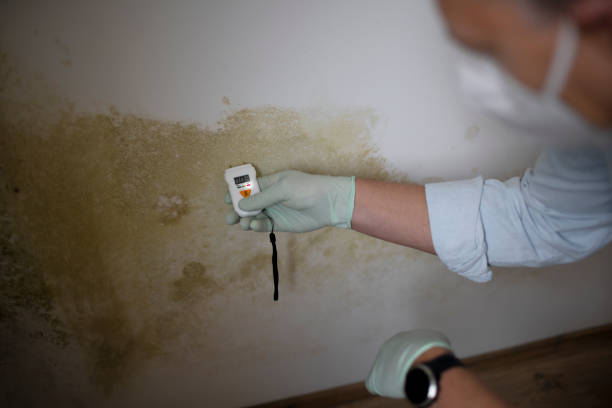 Mold Odor Removal Services in Langhorne, PA